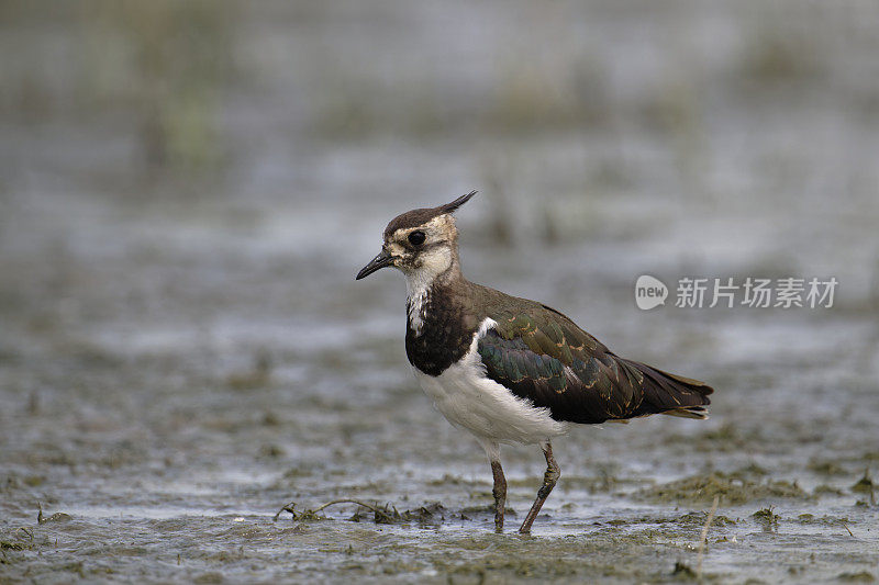 野田鸡(Vanellus Vanellus)